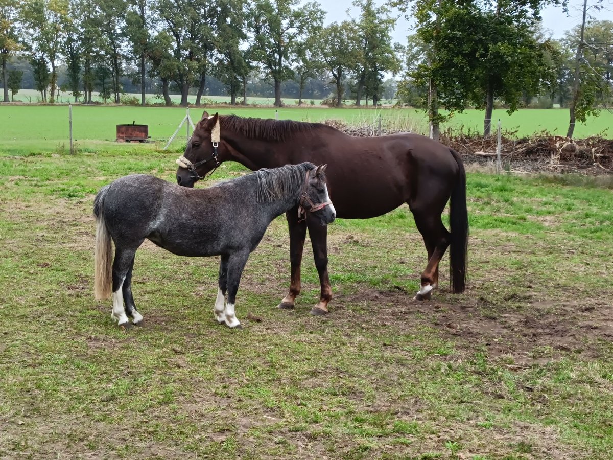 Welsh A (Mountain Pony) Mare 1 year 11,2 hh Grey in Bohmte