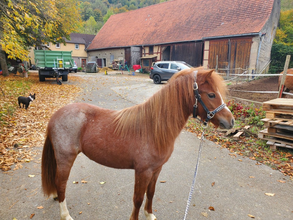 Welsh A (Mountain Pony) Mare 1 year Roan-Red in Niederstetten