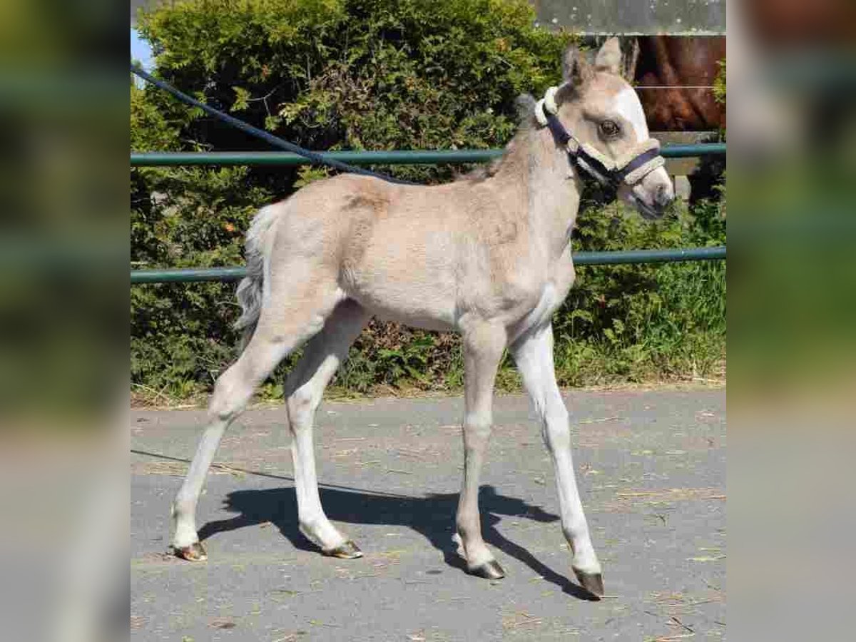 Welsh A (Mountain Pony) Mare 20 years 11,1 hh Buckskin in Herzberg