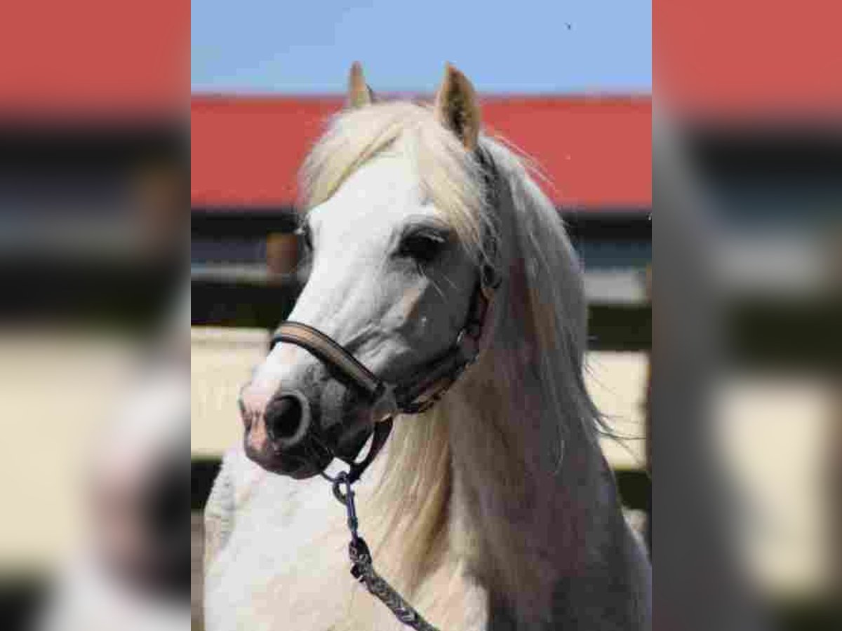 Welsh A (Mountain Pony) Mare 20 years 11,1 hh Palomino in Herzberg (Elster)