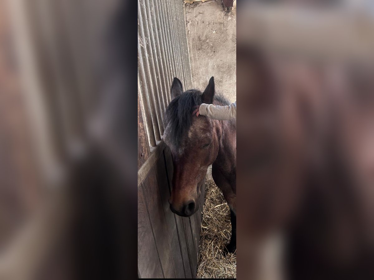 Welsh A (Mountain Pony) Mare 22 years 11,2 hh Brown in Bad Pyrmont