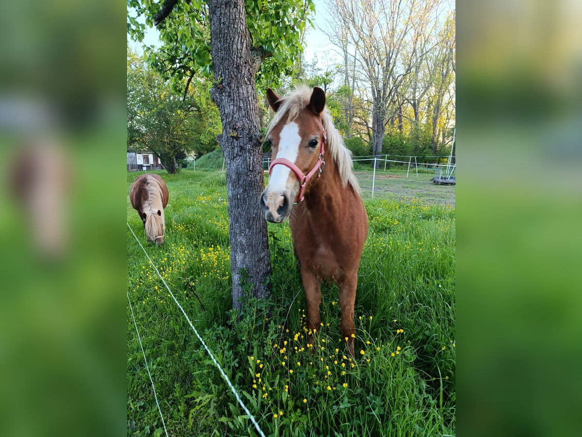 Welsh A (Mountain Pony) Mix Mare 2 years 11,2 hh Chestnut-Red in Markranst&#xE4;dt