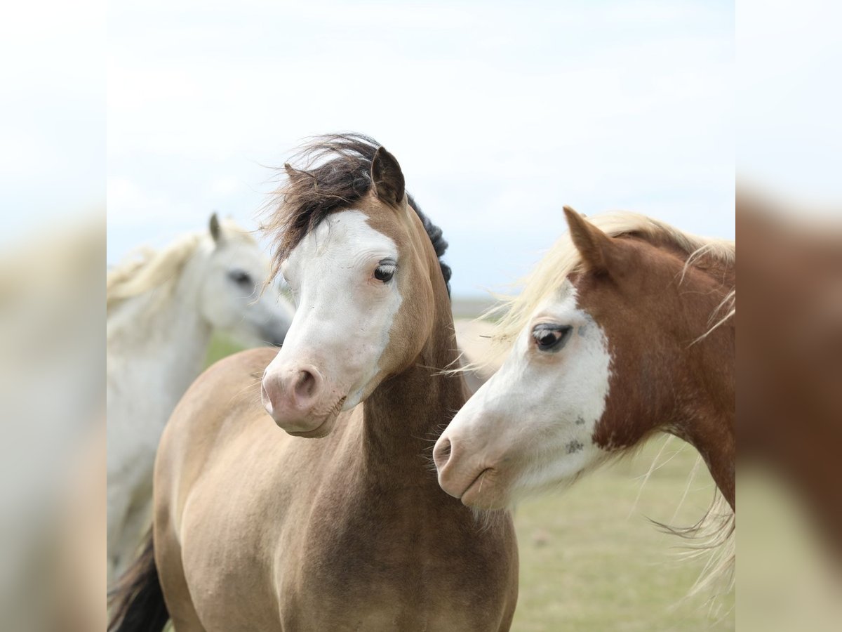 Welsh A (Mountain Pony) Mare 2 years 11,2 hh Dun in Aalten