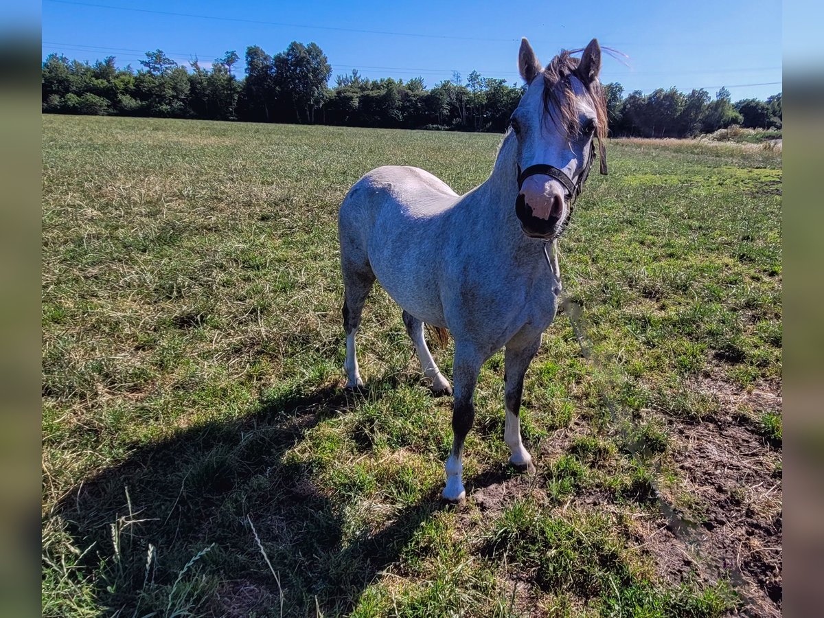 Welsh A (Mountain Pony) Mare 2 years 11,2 hh Gray in Haarle