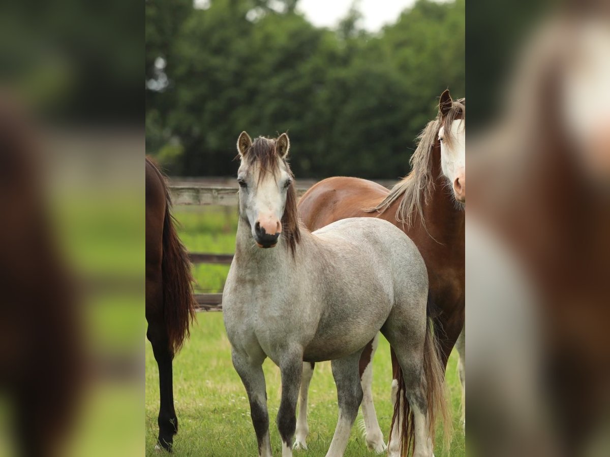 Welsh A (Mountain Pony) Mare 2 years 11,2 hh Gray in Aalten