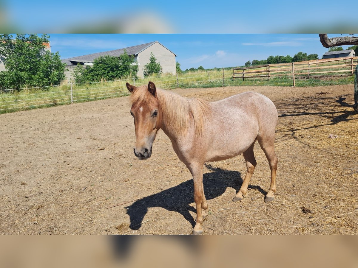 Welsh A (Mountain Pony) Mix Mare 3 years 10,2 hh Roan-Red in Hirm
