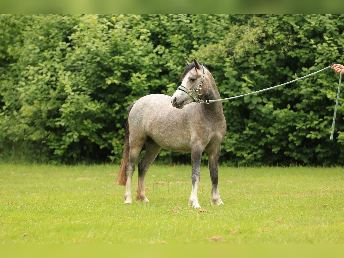 Welsh A (Mountain Pony) Mare 3 years 11,1 hh Gray in Ruinerwold