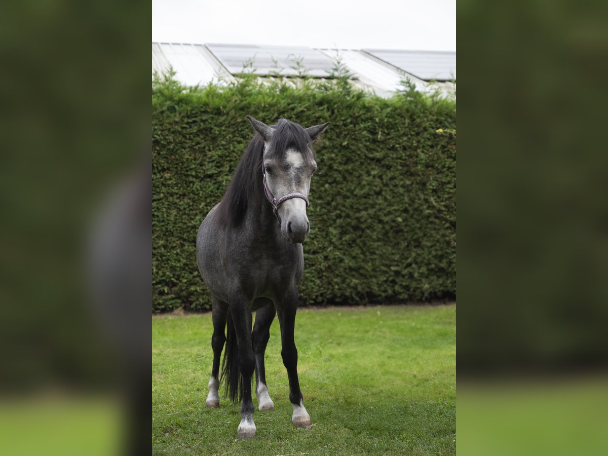 Welsh A (Mountain Pony) Mare 3 years 11,1 hh Gray in Stekene