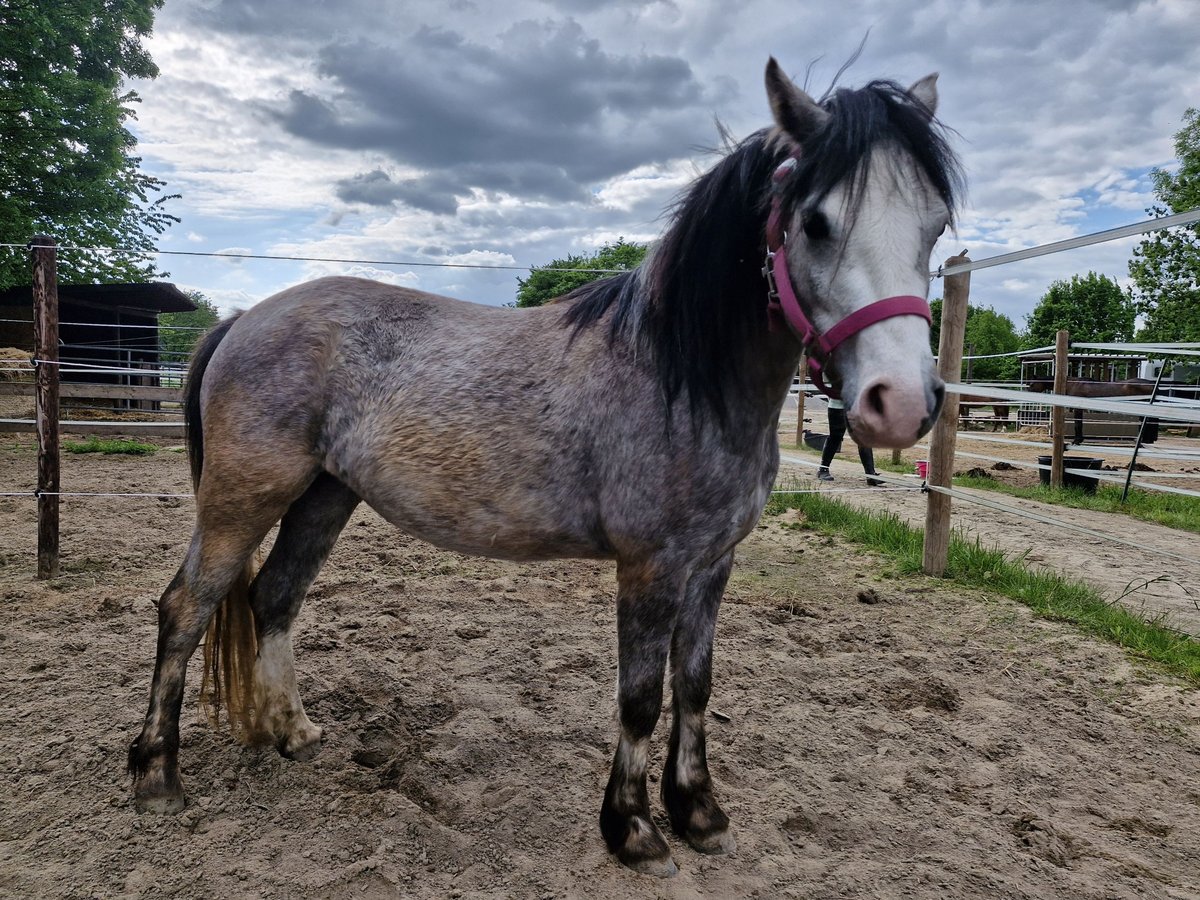 Welsh A (Mountain Pony) Mare 3 years 11,1 hh in Willich