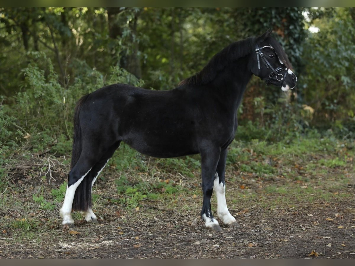 Welsh A (Mountain Pony) Mare 3 years 11,2 hh Black in Aalten