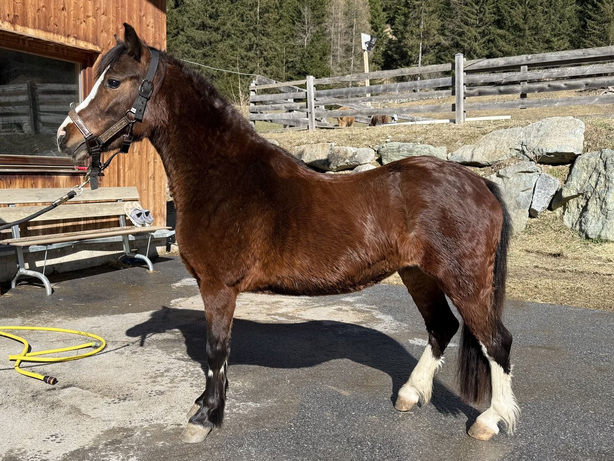 Welsh A (Mountain Pony) Mare 3 years 11,2 hh Chestnut in Nauders