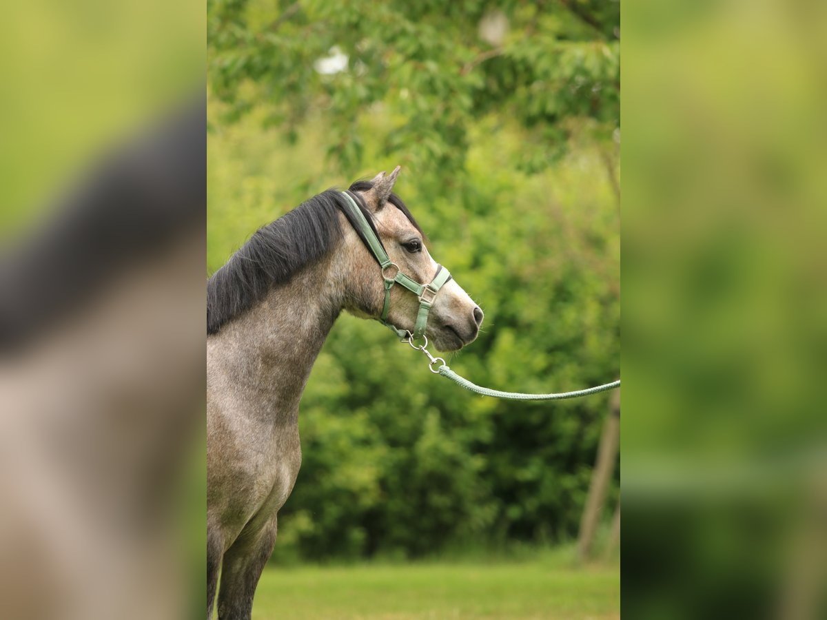 Welsh A (Mountain Pony) Mare 3 years 11,2 hh Gray in Ruinerwold
