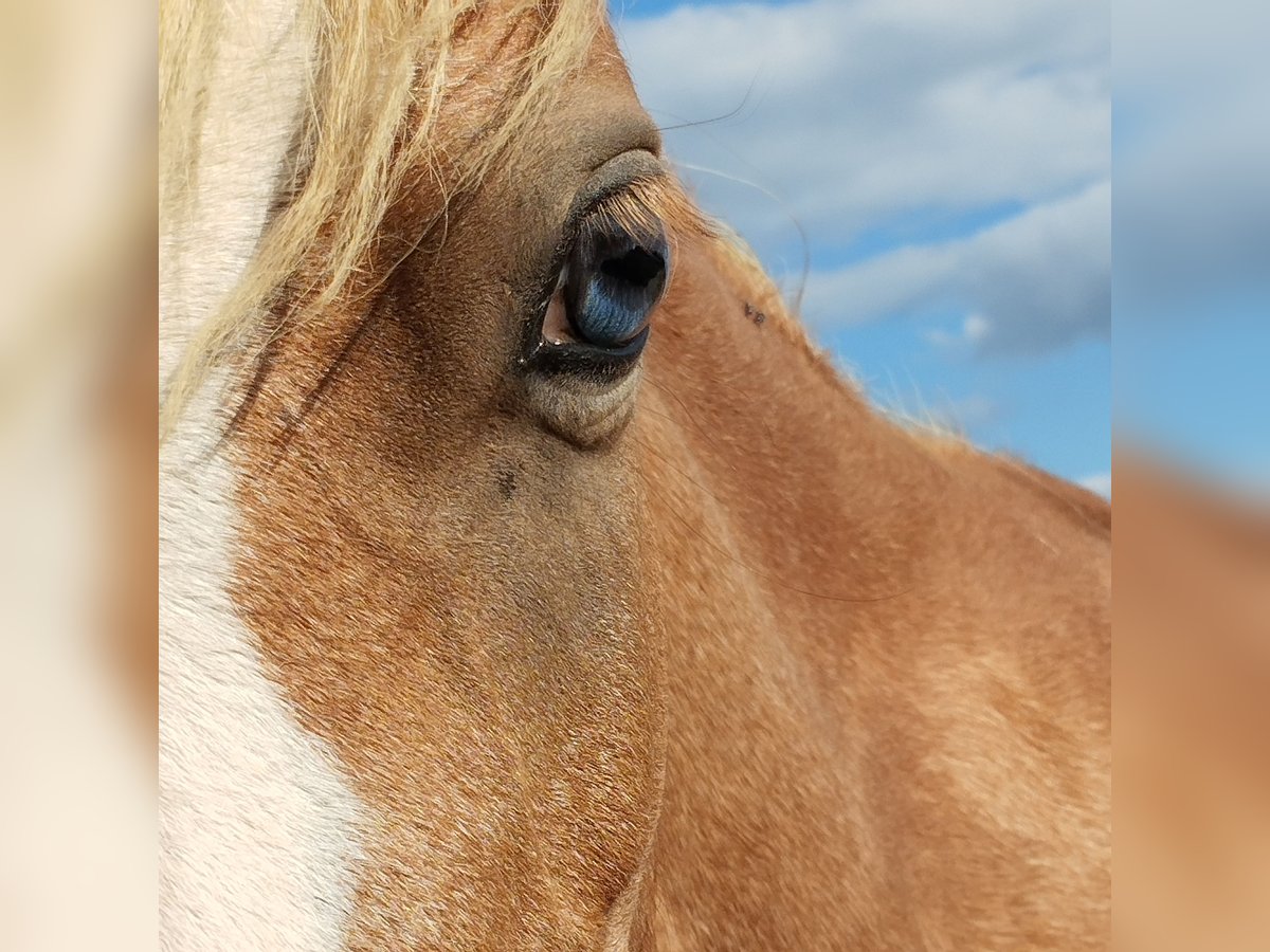 Welsh A (Mountain Pony) Mare 3 years 12 hh Chestnut-Red in Niederalben