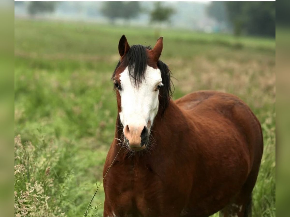 Welsh A (Mountain Pony) Mare 4 years 11,1 hh Brown in Aalten
