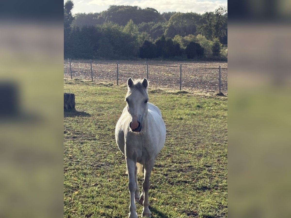 Welsh A (Mountain Pony) Mare 4 years 11,2 hh Grey in G&#xF6;denstorf