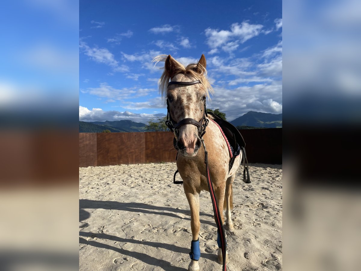 Welsh A (Mountain Pony) Mix Mare 4 years 11,2 hh Leopard-Piebald in Rotkreuz