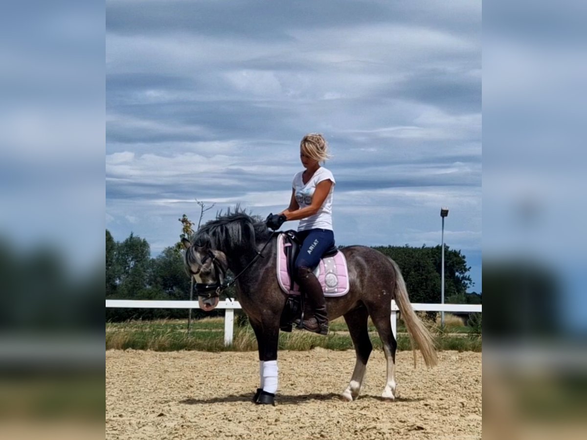 Welsh A (Mountain Pony) Mare 4 years 12 hh in Sendenhorst