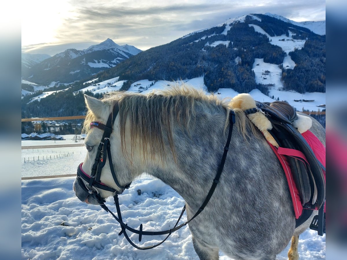 Welsh A (Mountain Pony) Mare 4 years Grey-Dapple in Alpbach