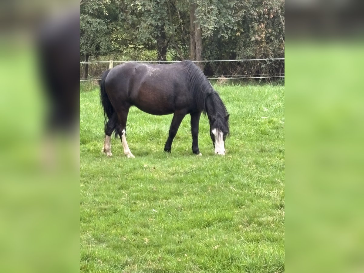 Welsh A (Mountain Pony) Mare 5 years 11,2 hh Black in Hengelo