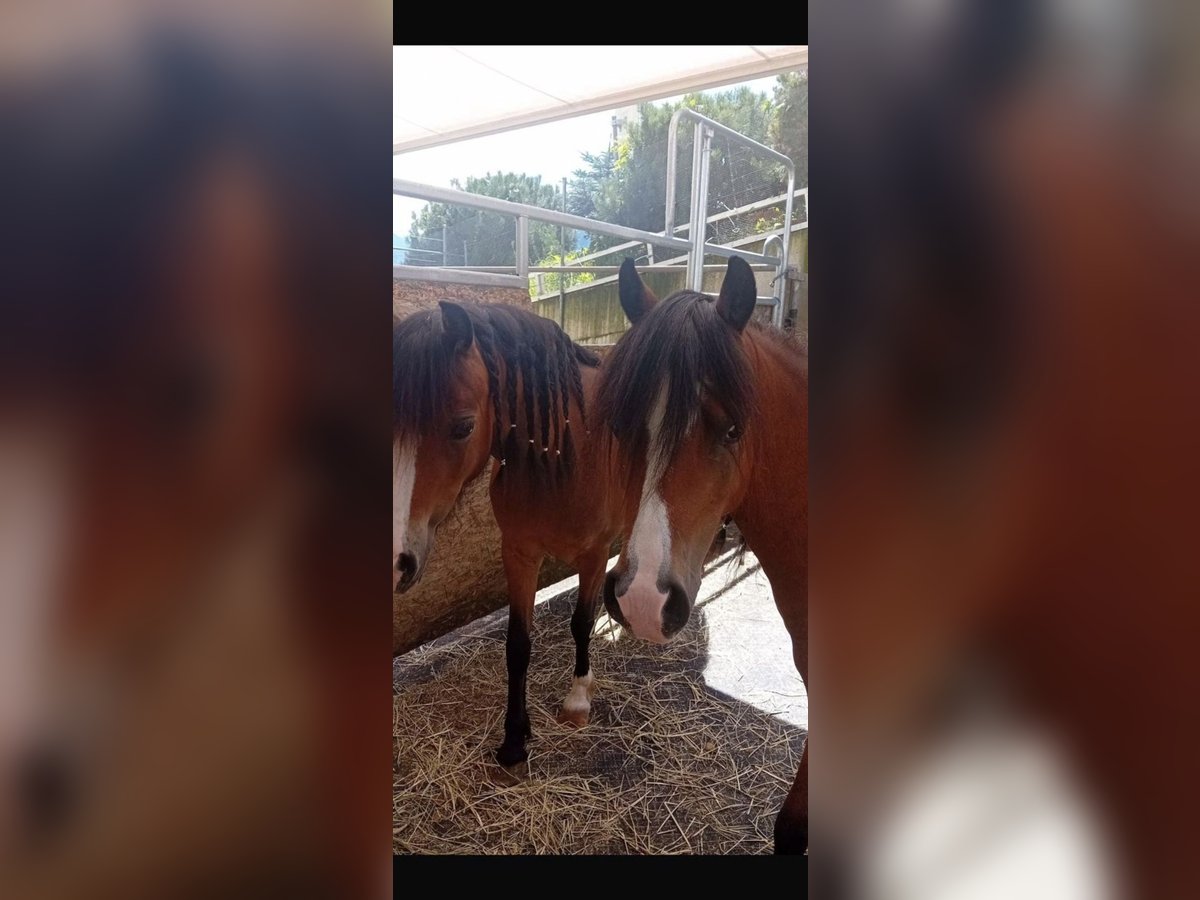 Welsh A (Mountain Pony) Mare 5 years 11,2 hh Brown in Kastanienbaum Welsh A (Mountain Pony) Mare 5 years 11,2 hh Brown in Kastanienbaum