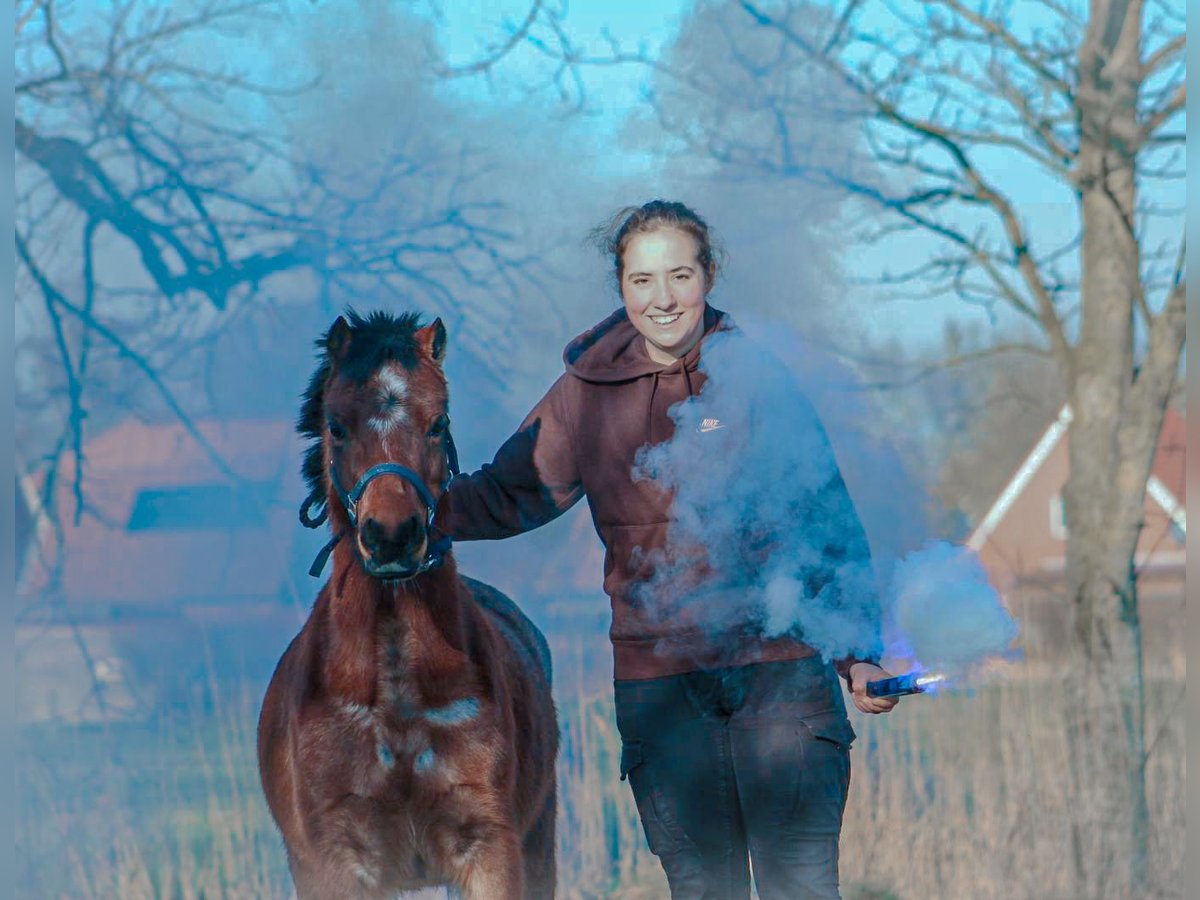 Welsh A (Mountain Pony) Mare 5 years 11,3 hh in Krummhörn Pilsum Welsh A (Mountain Pony) Mare 5 years 11,3 hh in Krummhörn Pilsum