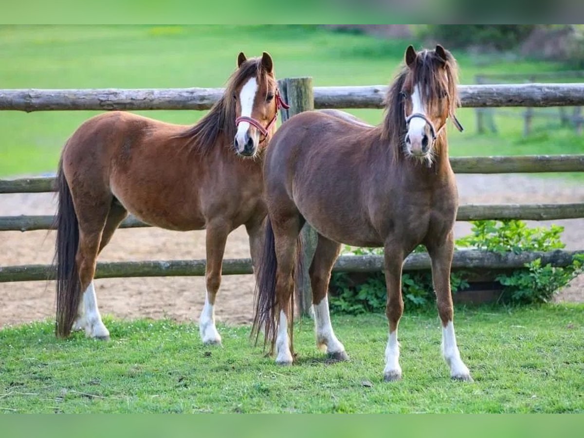 welsh-a-mountain-pony-mare-