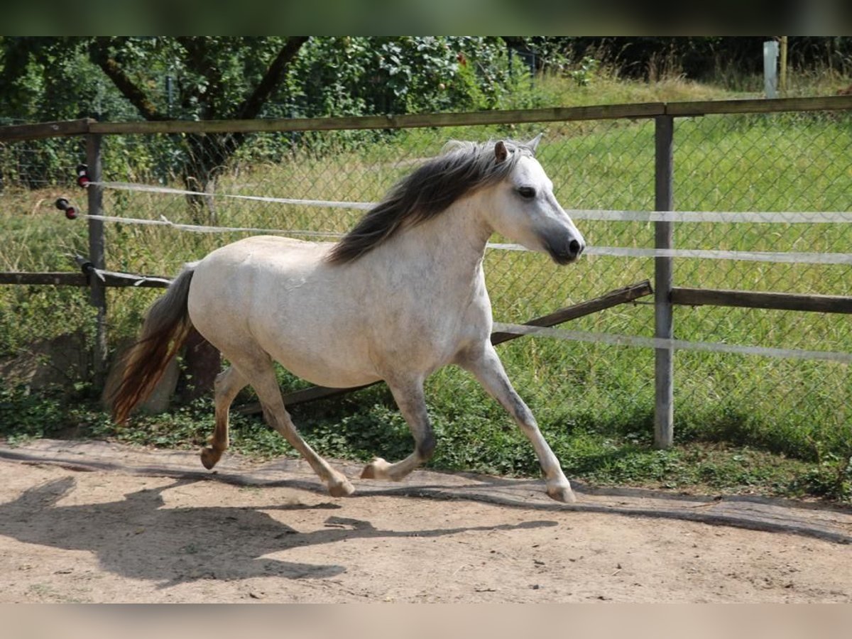 Welsh A (Mountain Pony) Mix Mare 6 years 11 hh Grey in Weinsberg