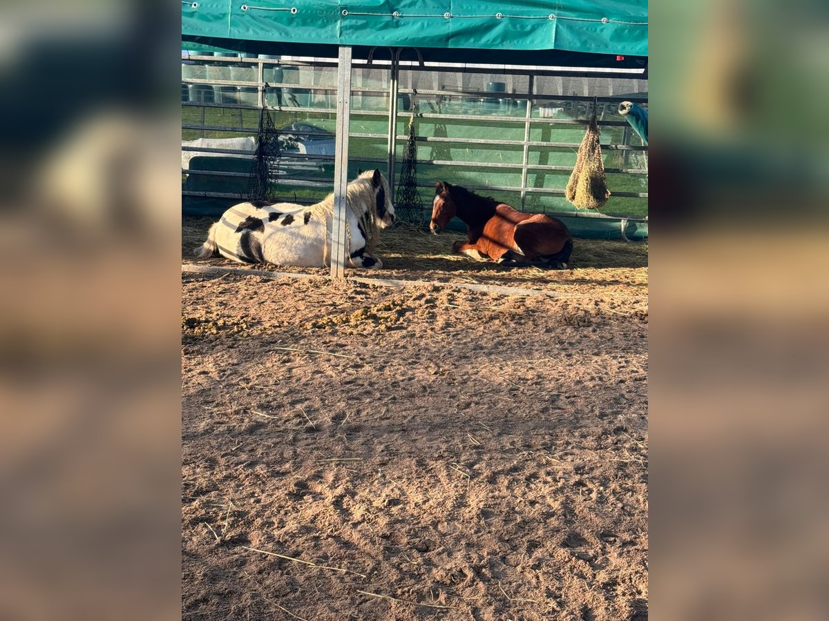 Welsh A (Mountain Pony) Mare 6 years 12,1 hh in Dormagen