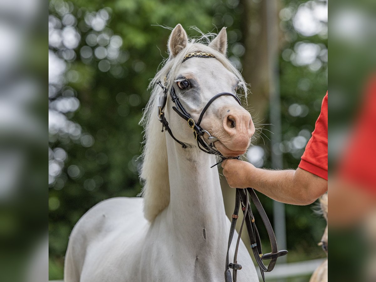 Welsh A (Mountain Pony) Mare 7 years 11,1 hh Grey in Weener