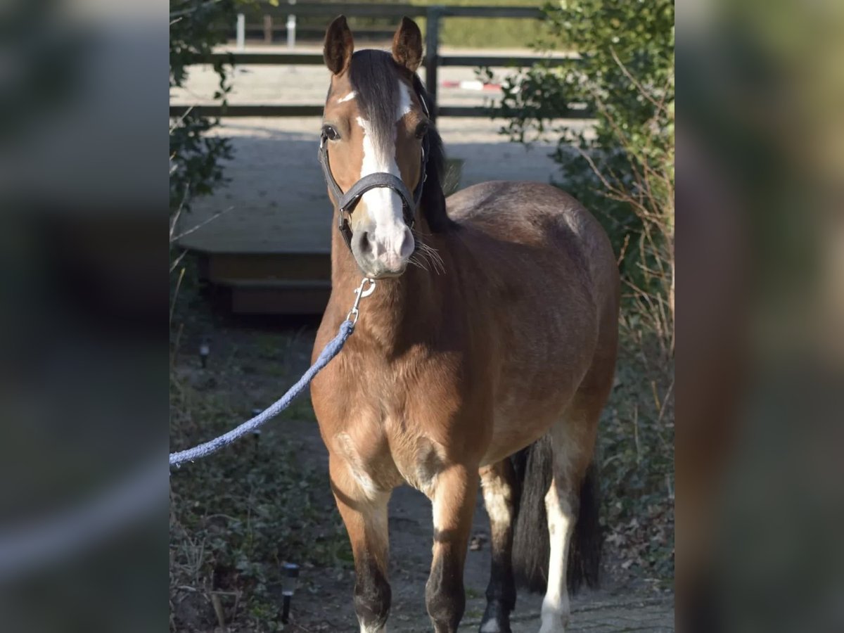 Welsh A (Mountain Pony) Mare 7 years 11,3 hh Sabino in Fluitenberg