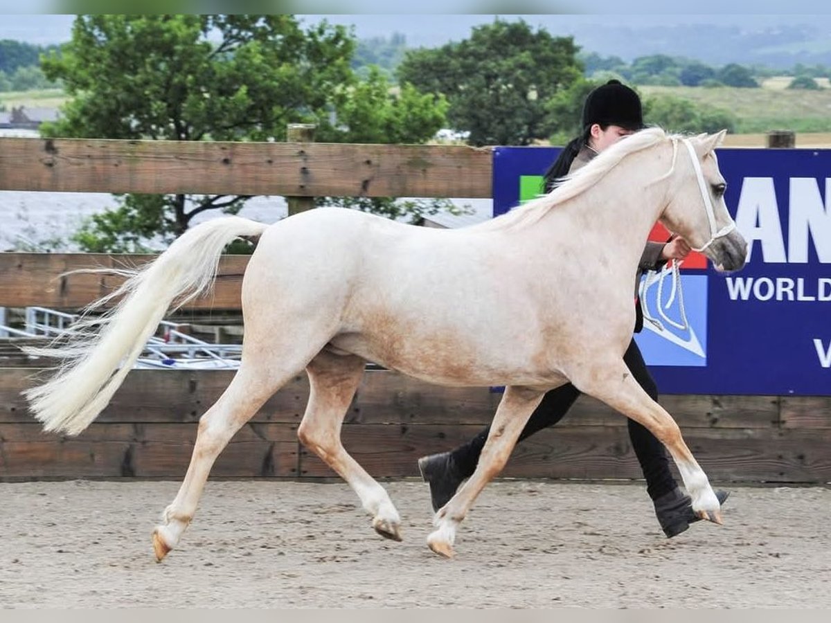 Welsh A (Mountain Pony) Mare 7 years 12 hh Palomino in Bexley, London