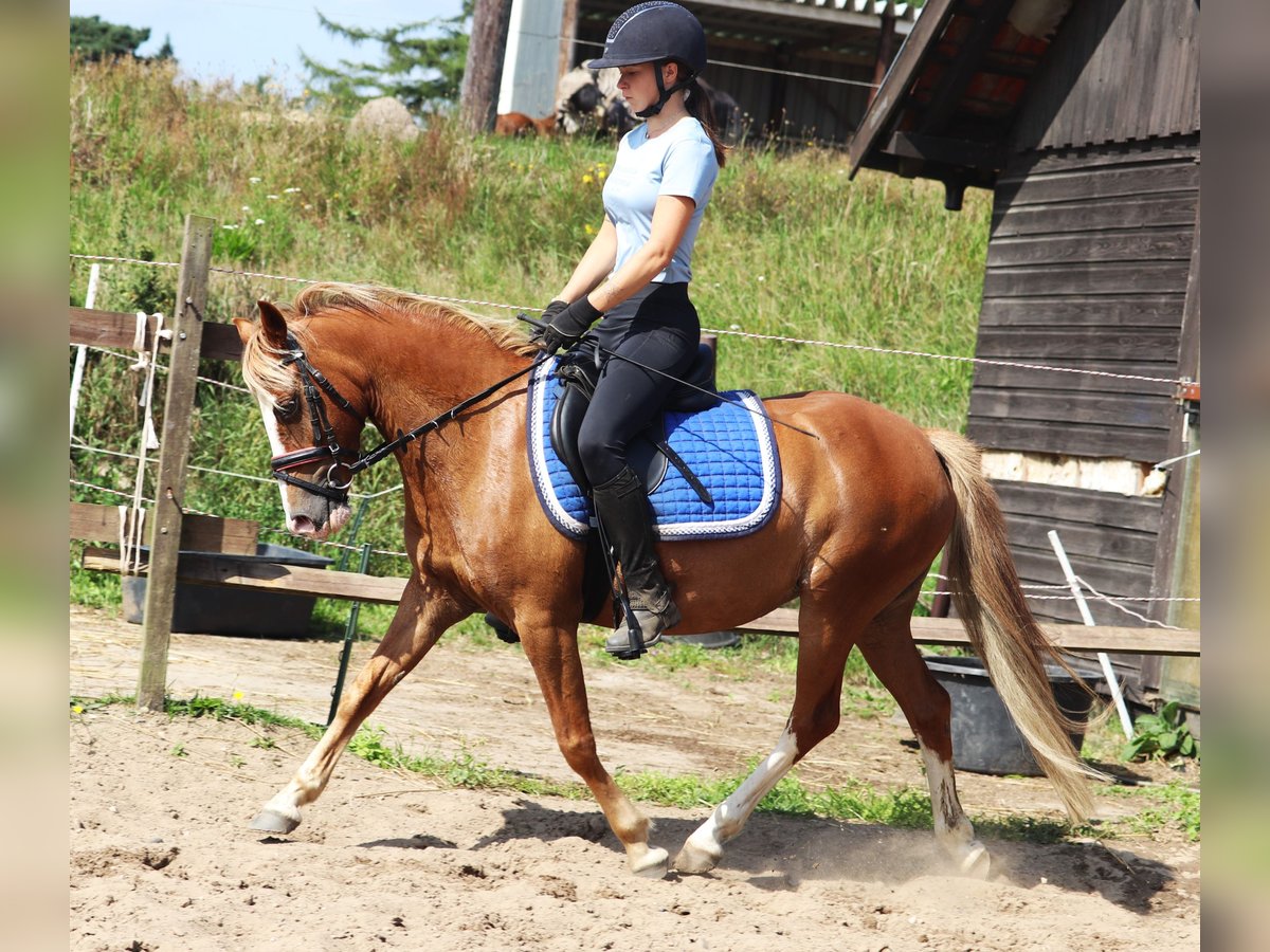 Welsh A (Mountain Pony) Mix Mare 7 years Chestnut-Red in uelsen