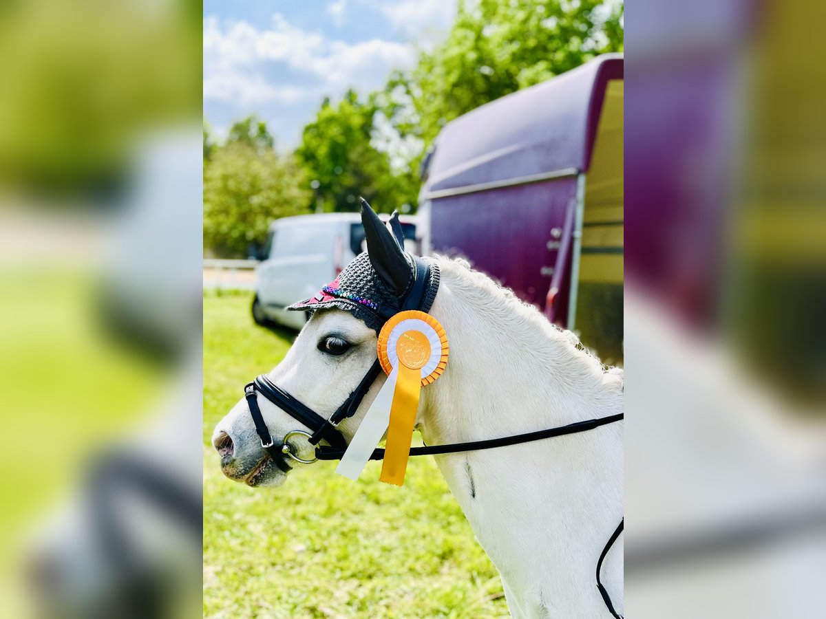 Welsh A (Mountain Pony) Mare 8 years 12 hh Gray in Bergholz-Rehbr&#xFC;cke