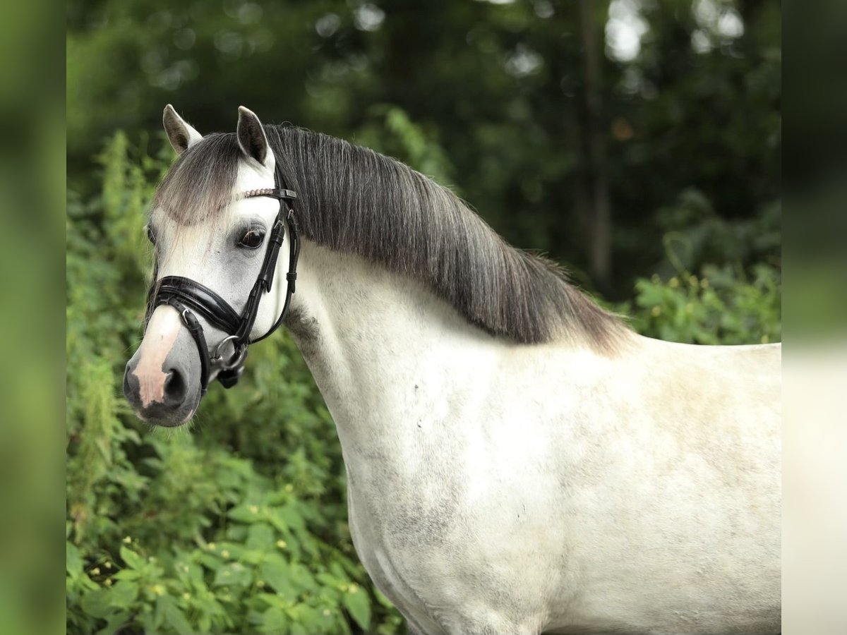 Welsh A (Mountain Pony) Mare 8 years 12,1 hh Gray in Aalten