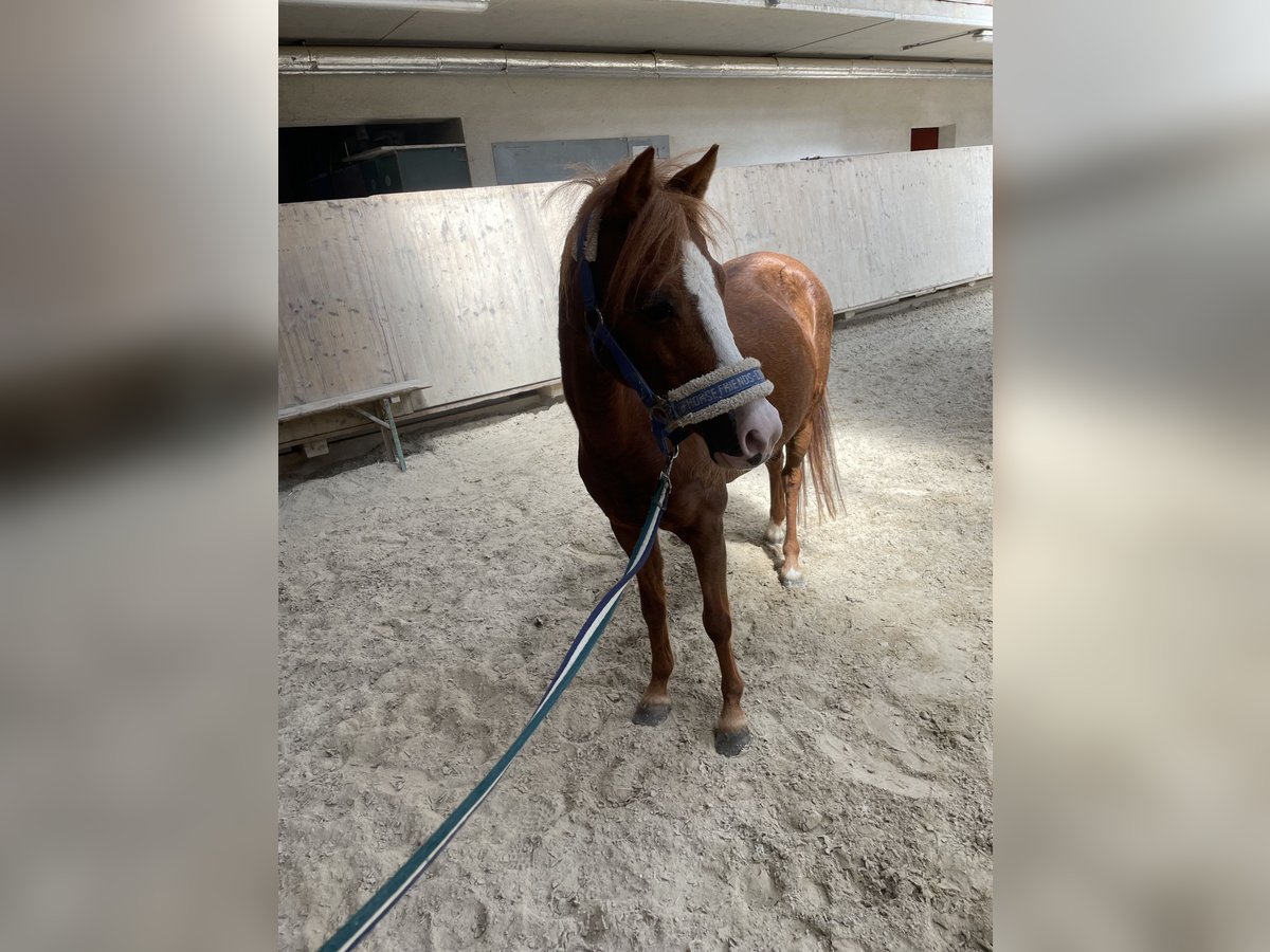 Welsh A (Mountain Pony) Mare 9 years 10,2 hh Chestnut-Red in MettlachWehingen Welsh A (Mountain Pony) Mare 9 years 10,2 hh Chestnut-Red in MettlachWehingen