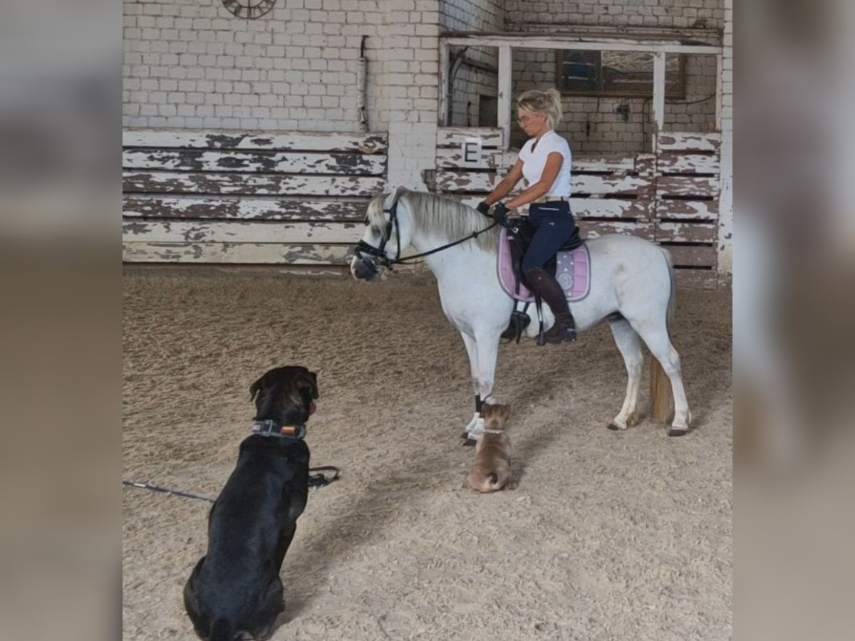 Welsh A (Mountain Pony) Mare 9 years 12 hh Grey in Schwalmstadt