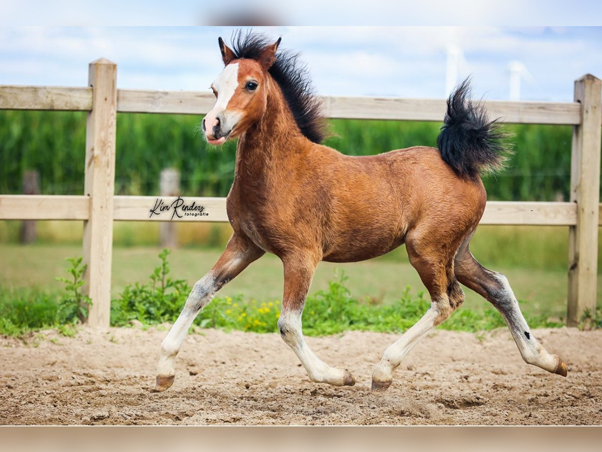Welsh A (Mountain Pony) Mare Foal (04/2025) 11,2 hh Brown in Duiven