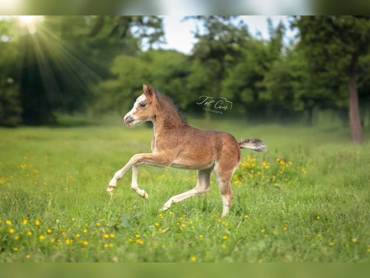 Welsh A (Mountain Pony) Mare  11,2 hh Brown in Aalten