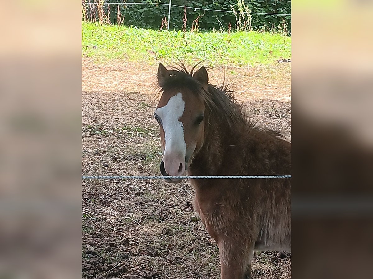 Welsh A (Mountain Pony) Mare Foal (03/2025) 12,1 hh Brown in Kreuztal
