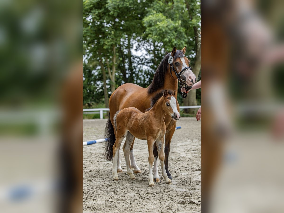 Welsh A (Mountain Pony) Mare Foal (06/2025) Brown in Cappeln (Oldenburg)