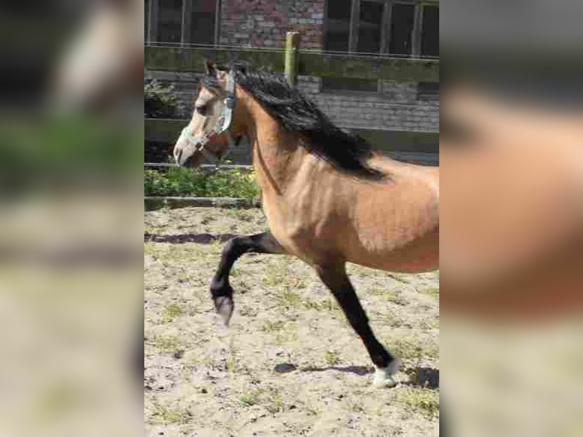 Welsh A (Mountain Pony) Stallion 16 years Buckskin in Herzberg (Elster)