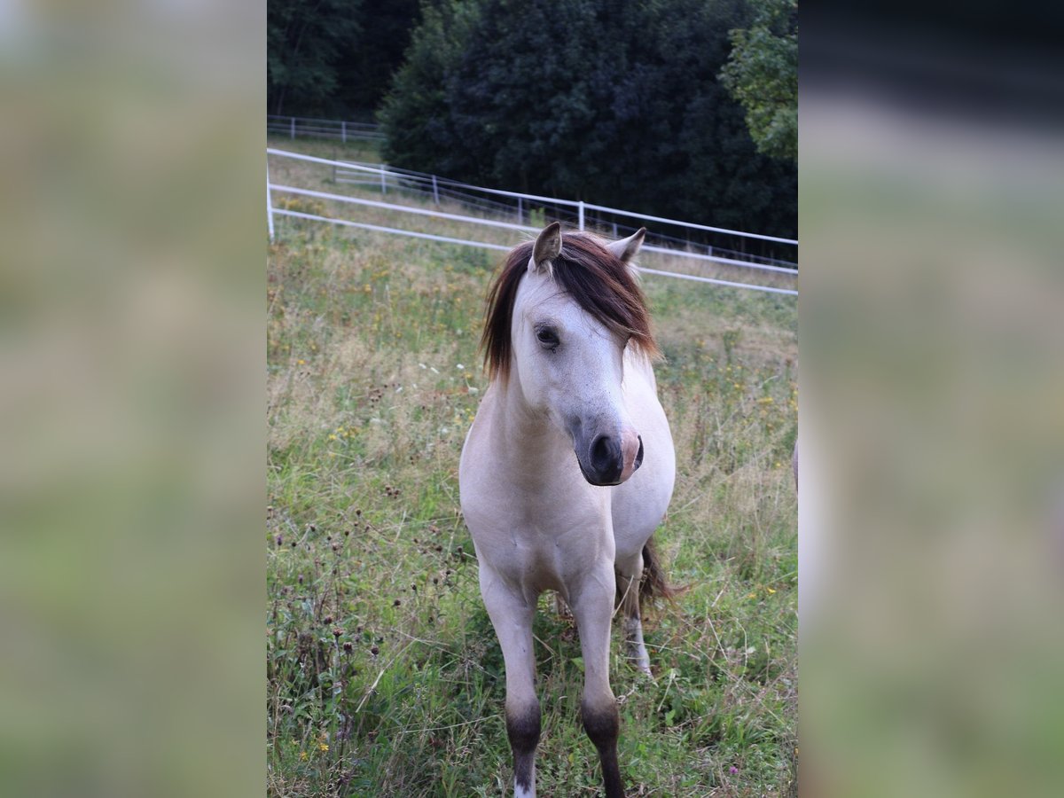 Welsh A (Mountain Pony) Stallion 1 year 10,2 hh Buckskin in ZwingenbergZwingenberg