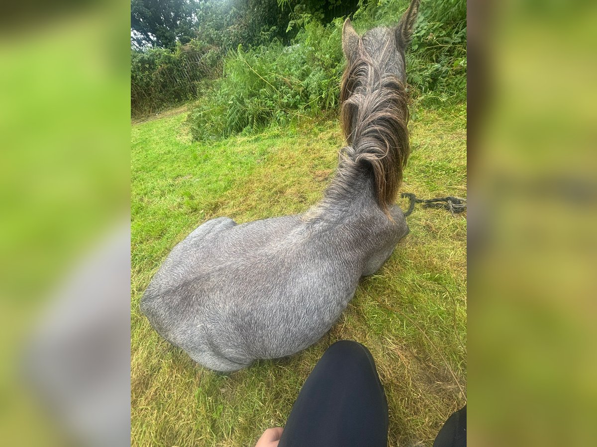 Welsh A (Mountain Pony) Stallion 1 year Grey in Swansea