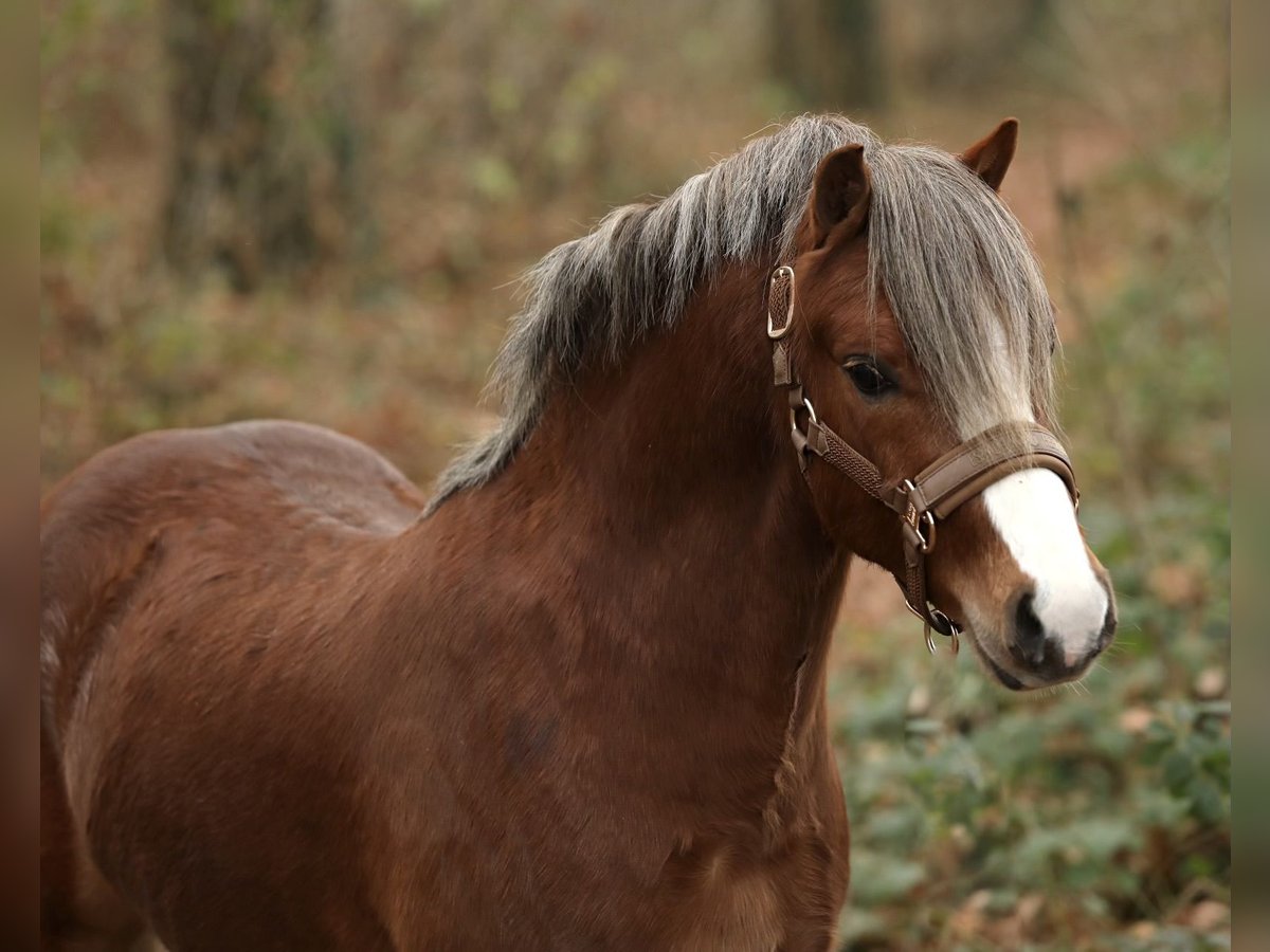 Welsh A (Mountain Pony) Stallion 2 years 11,2 hh Chestnut-Red in Aalten