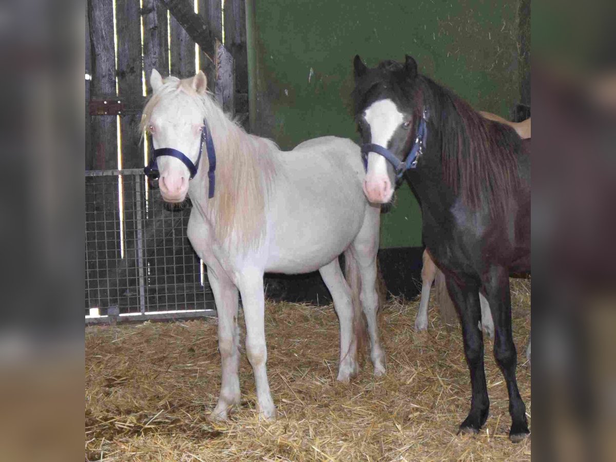 Welsh A (Mountain Pony) Stallion 2 years Cremello in Herzberg