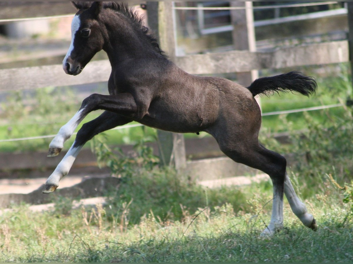 Welsh A (Mountain Pony) Stallion 2 years Grey in Erwitte