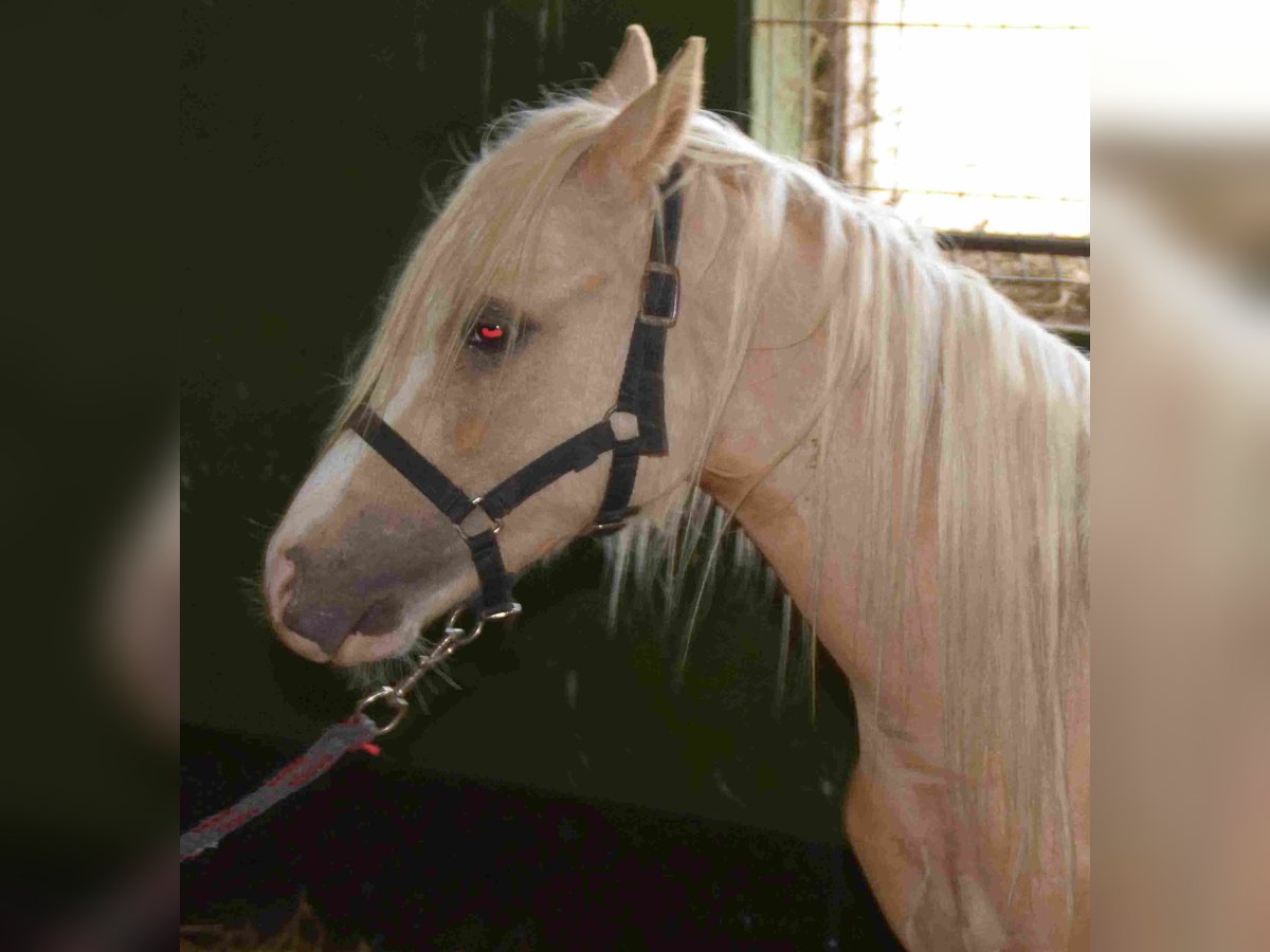 Welsh A (Mountain Pony) Stallion 2 years Palomino in Herzberg