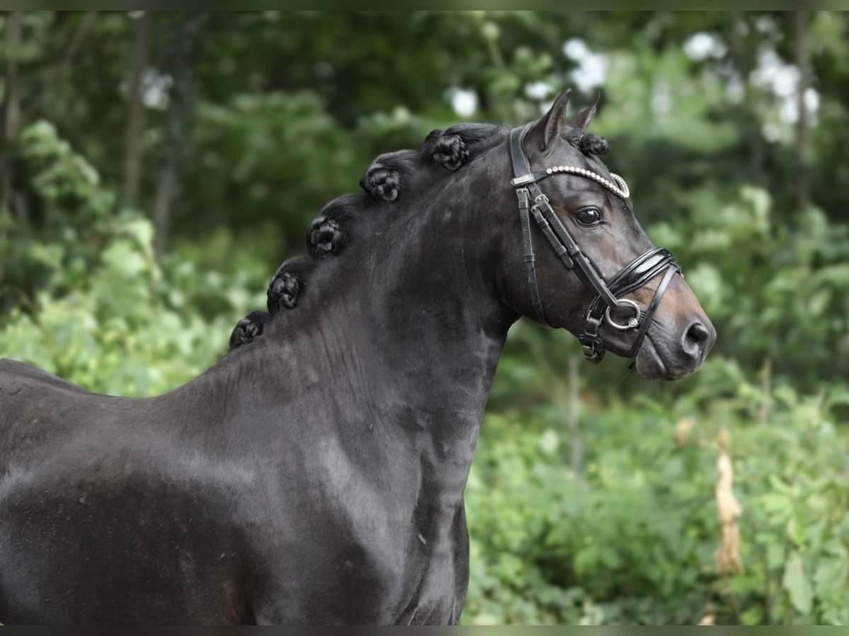 Welsh A (Mountain Pony) Stallion 3 years 12,1 hh Smoky-Black in Aalten