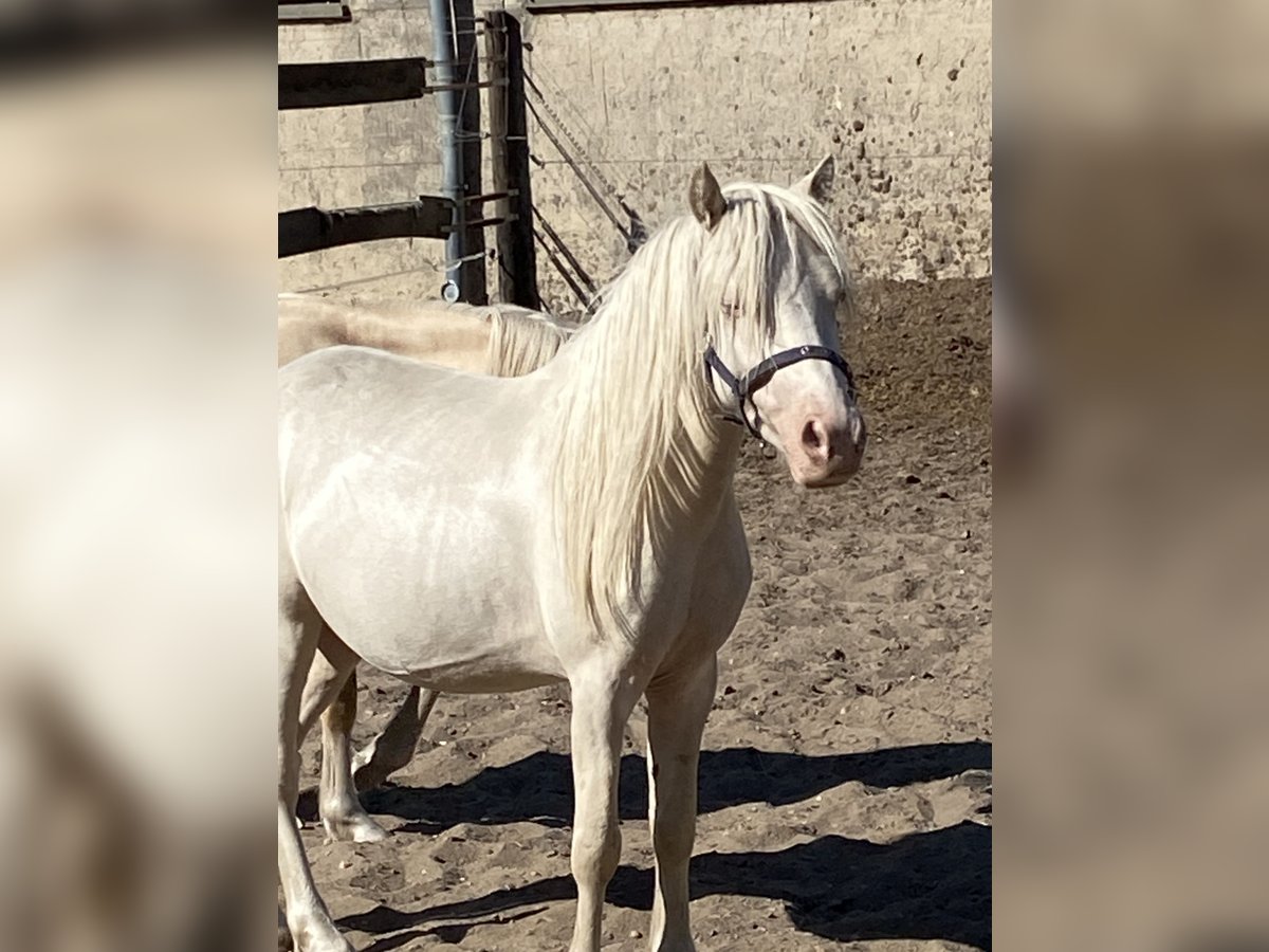 Welsh A (Mountain Pony) Stallion 3 years Cremello in Herzberg