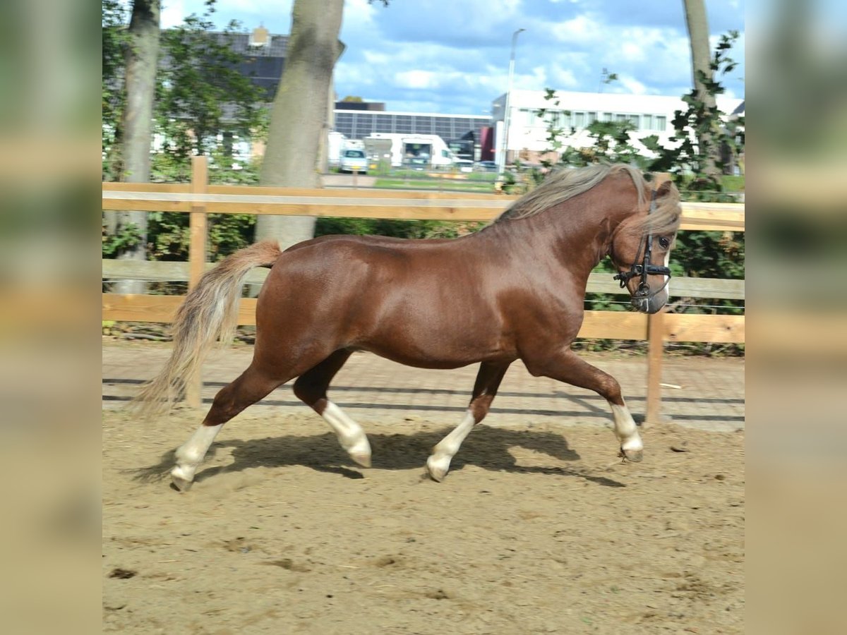 Welsh A (Mountain Pony) Stallion 4 years 11,1 hh Chestnut-Red in Gendt